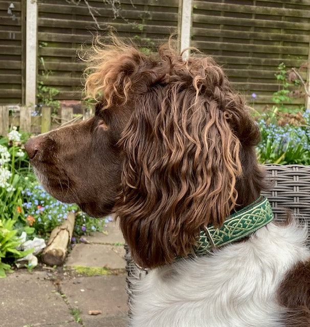 Green/Gold Celtic Knot Pattern Collar (Antifreeze)