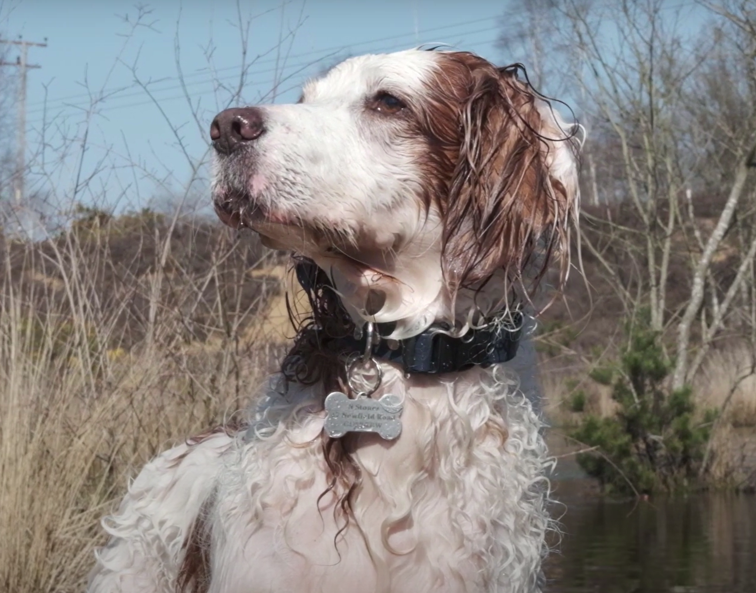 Load video: A dog wearing a Trendy Setters waterproof collar.