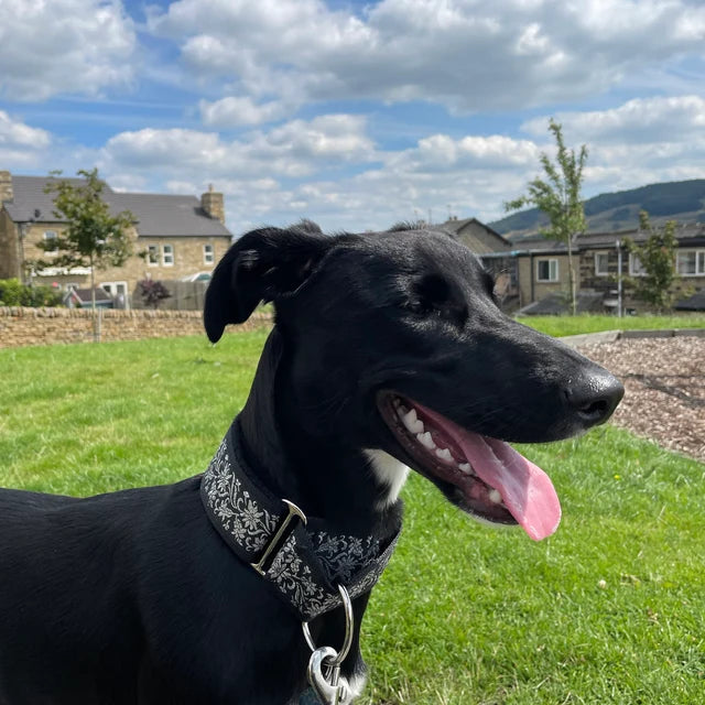 Black/Silver Pattern Martingale Collar